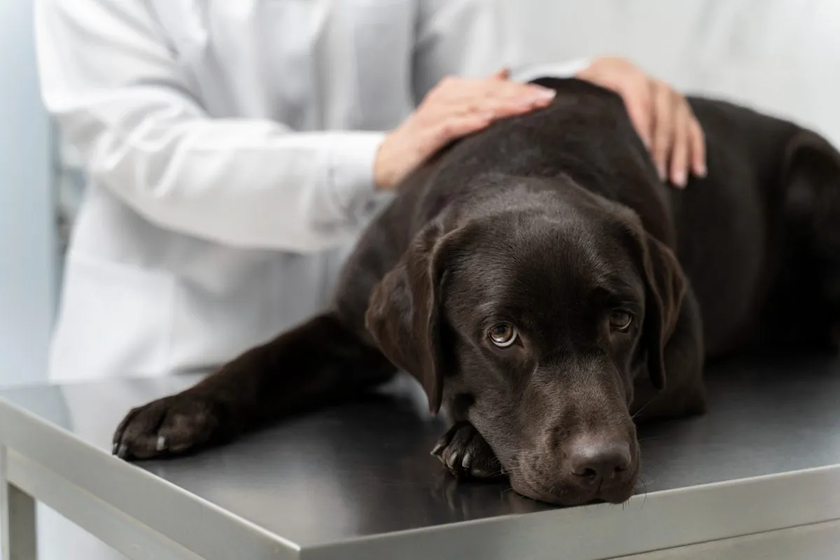 Veterinarian comforting a black Labrador on an exam table