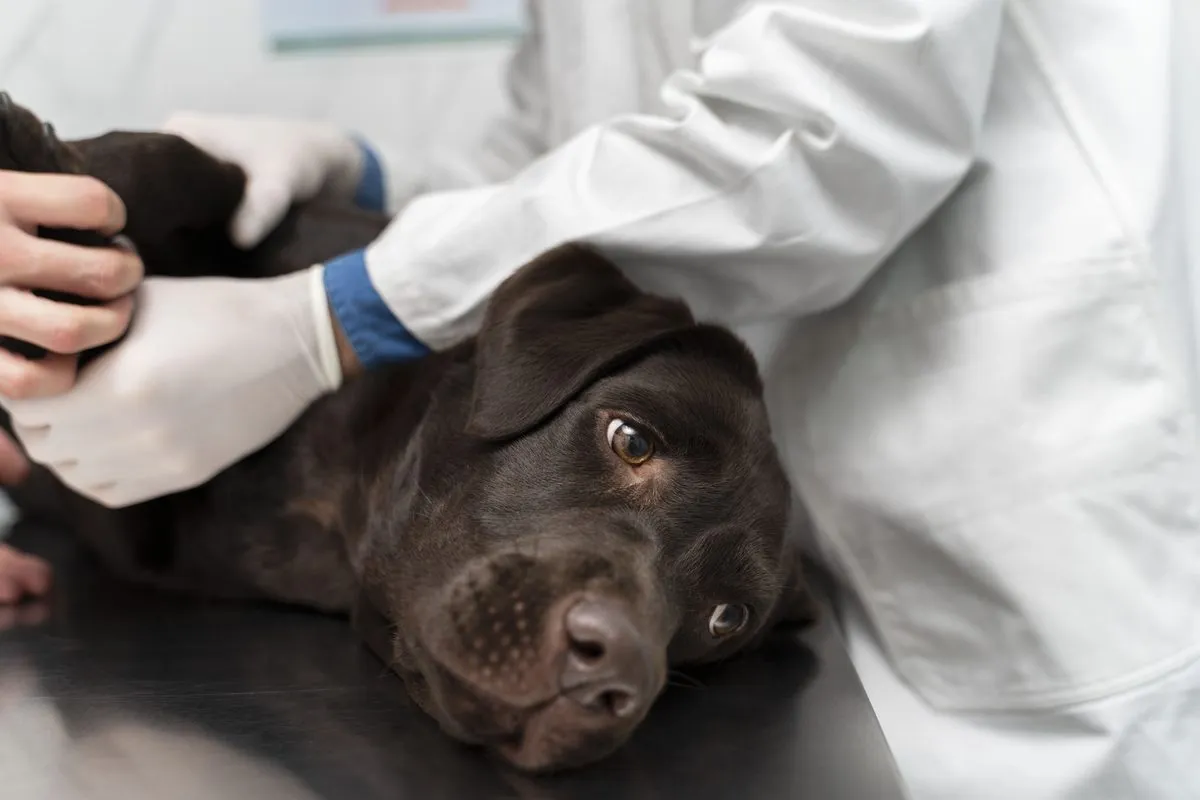 Veterinarian gently holding a black Labrador