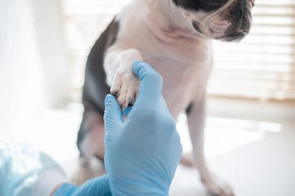 Gloved hand holding a dog's paw