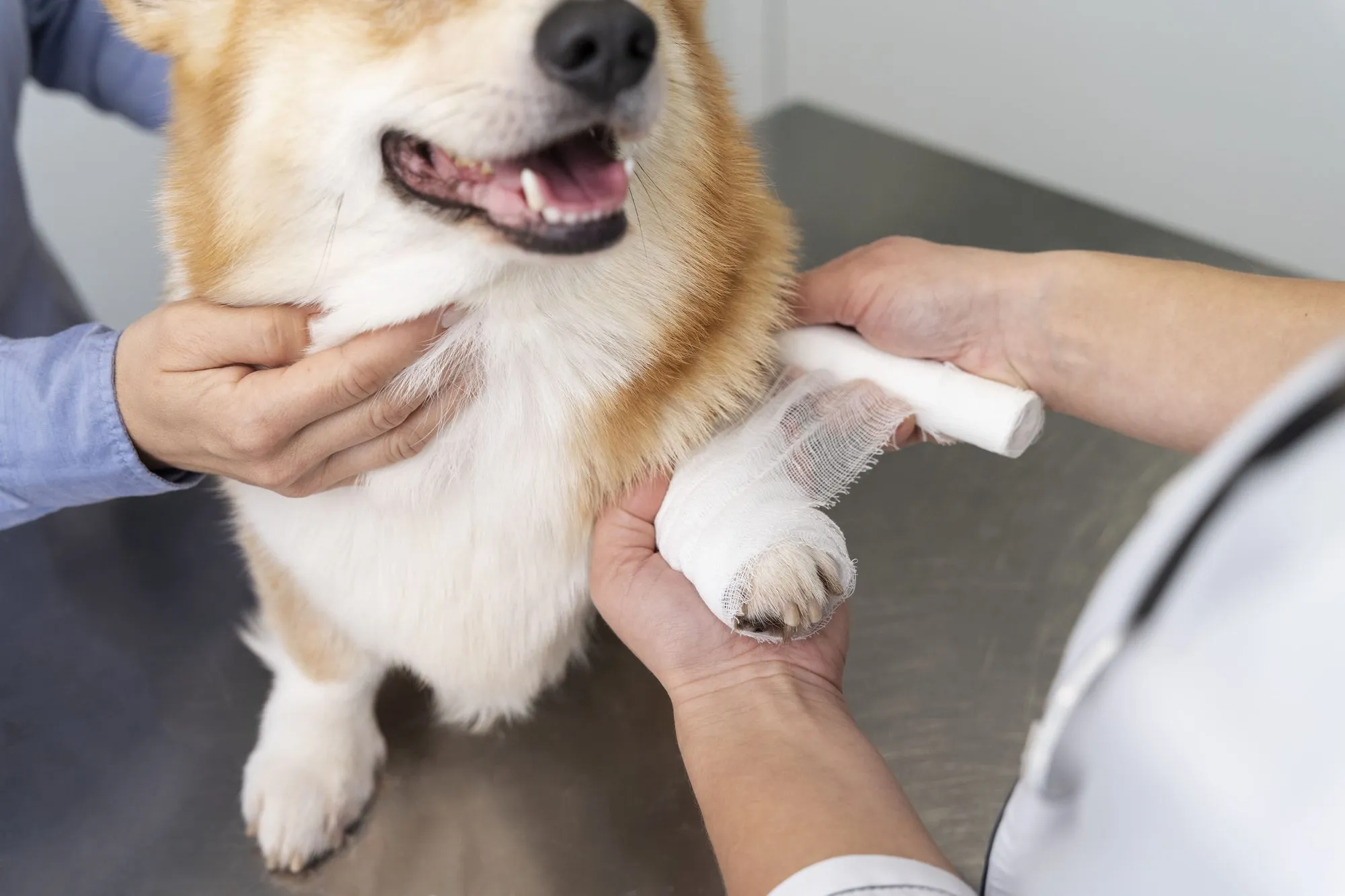 Veterinarian bandaging a corgi's leg