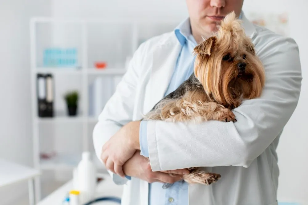Veterinarian holding a Yorkshire terrier in the exam room