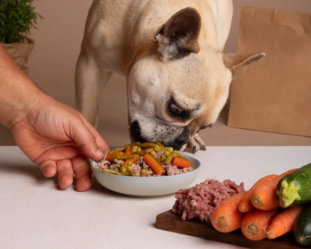 Dog eating a fresh meal from a bowl