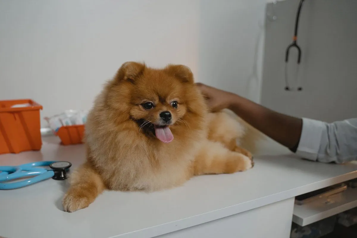 Veterinarian examining a Pomeranian on the exam table