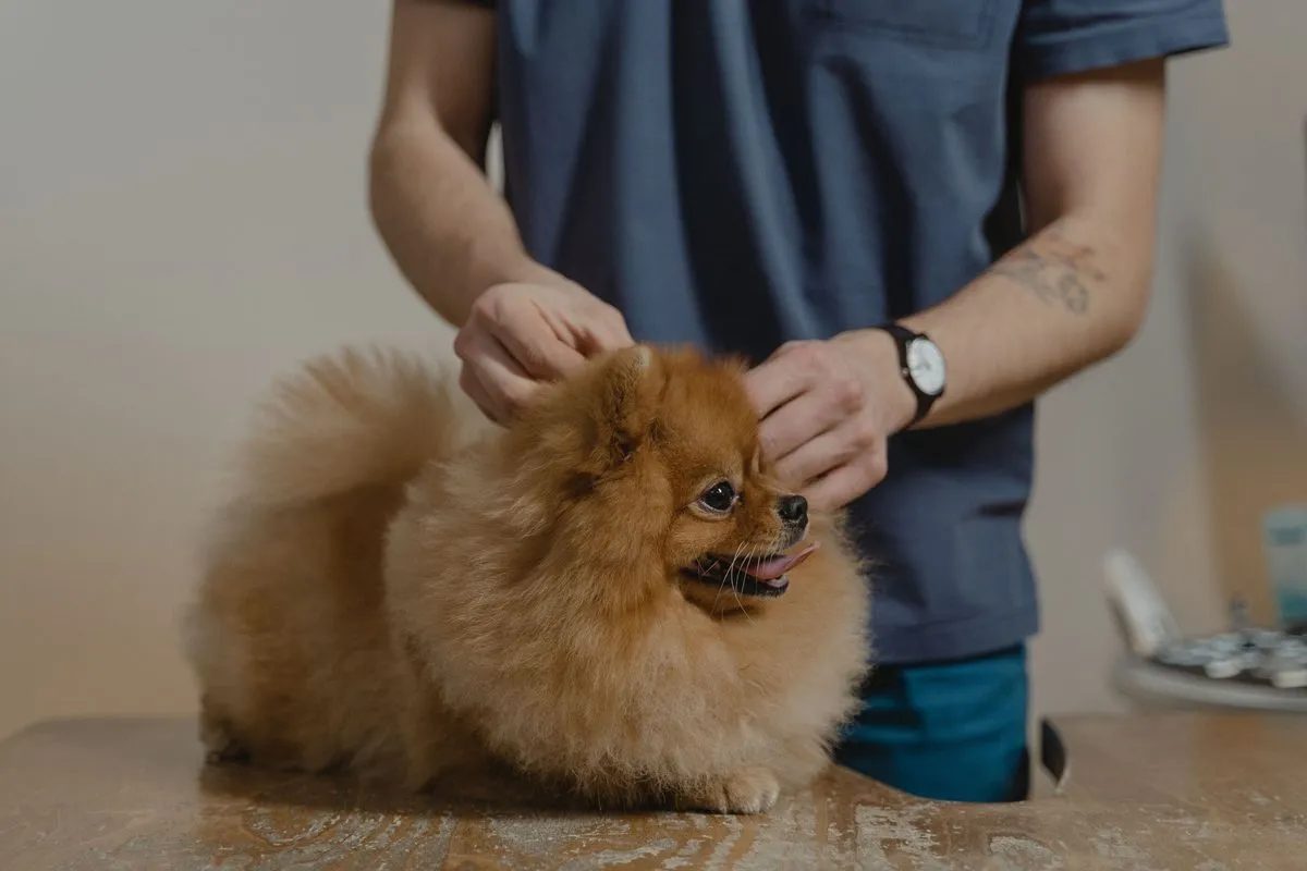 Veterinarian checking a Pomeranian's neck and shoulders