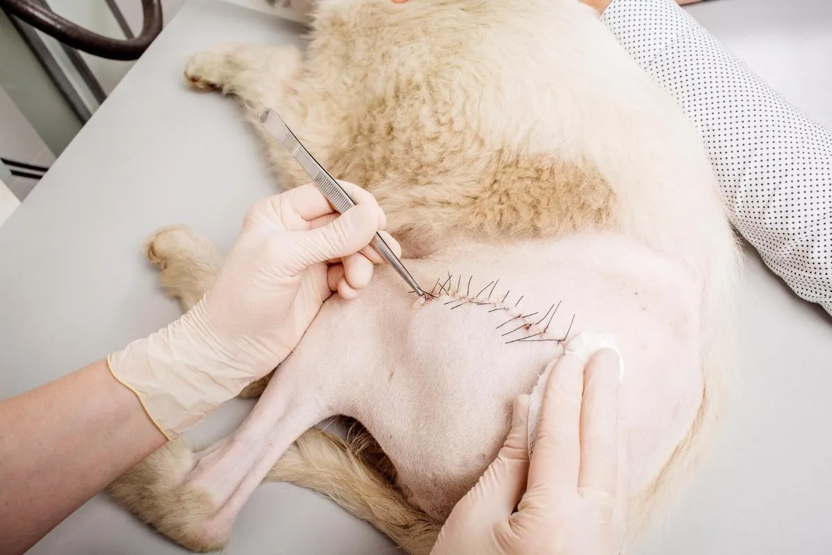 Veterinarian checking a healing surgical incision