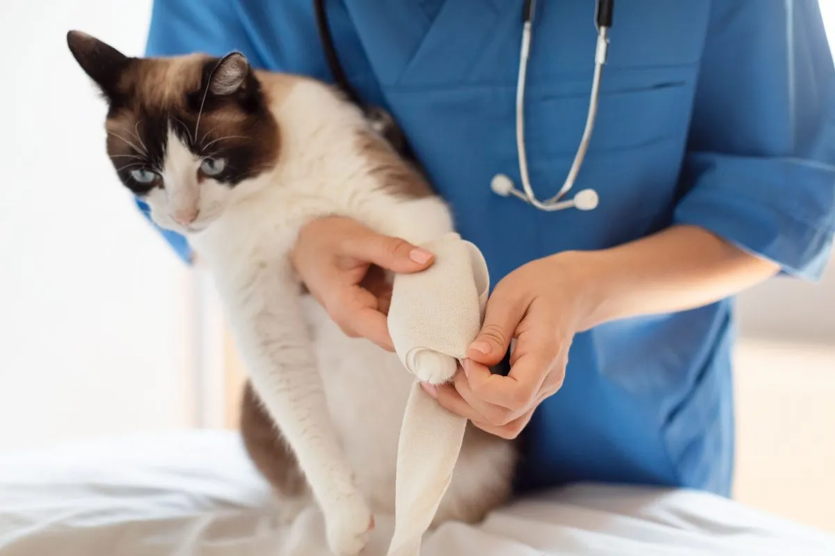 Veterinarian bandaging a cat's leg