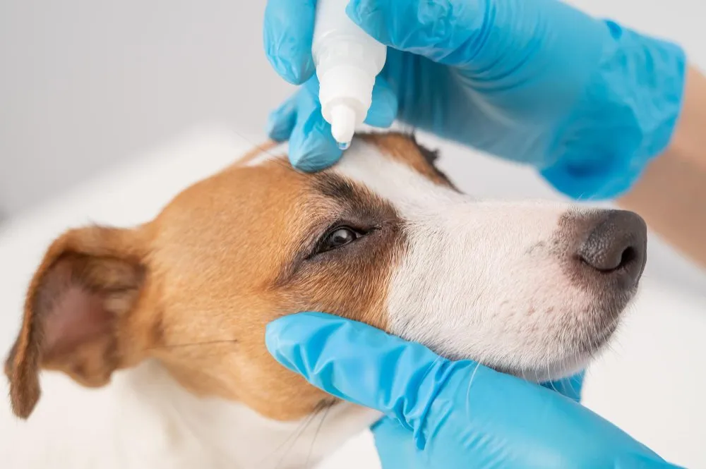 Veterinarian giving a dog eye drops