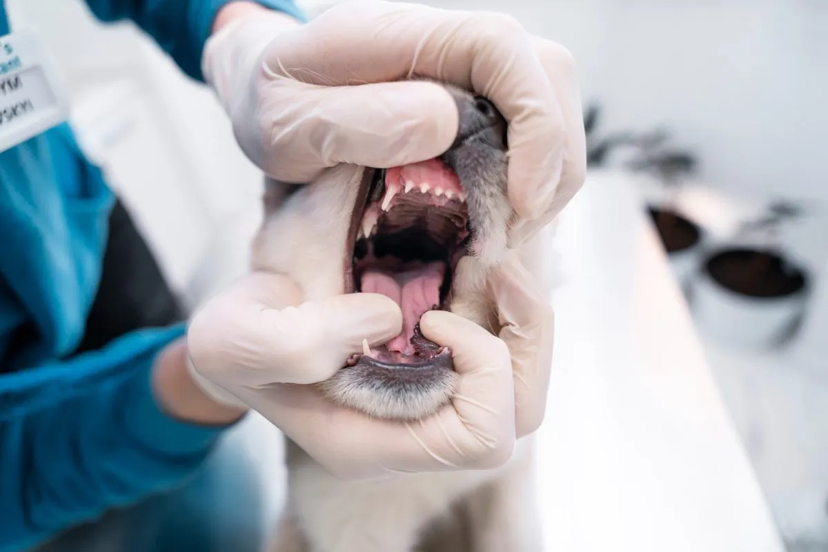 Gloved hands checking a dog's teeth and gums