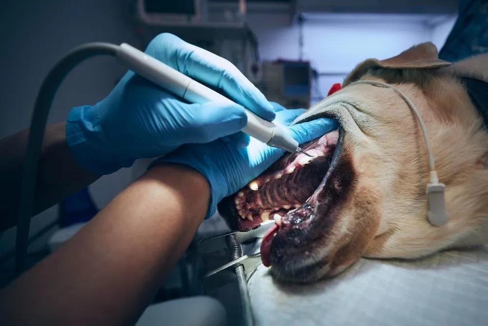 Veterinarian working on a dog's teeth under anesthesia