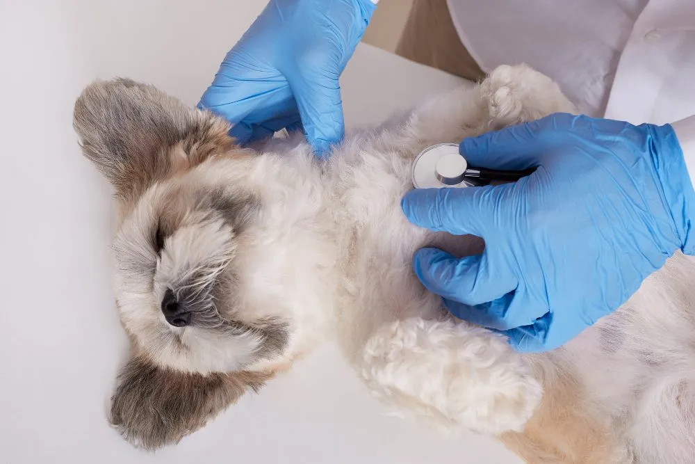 Gloved hands giving a small dog an injection
