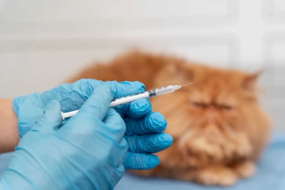 Veterinarian giving a ginger cat a vaccine injection