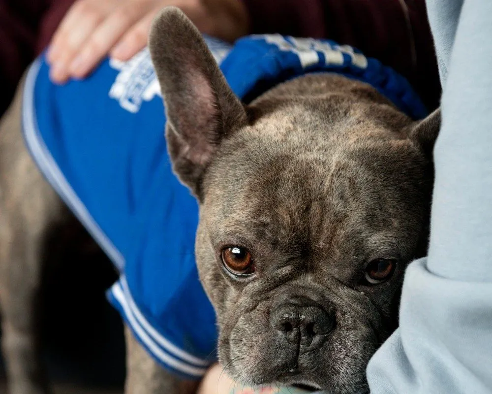 French bulldog at the veterinary clinic