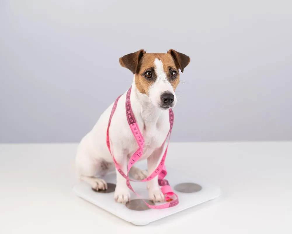 Jack Russell terrier wearing a stethoscope