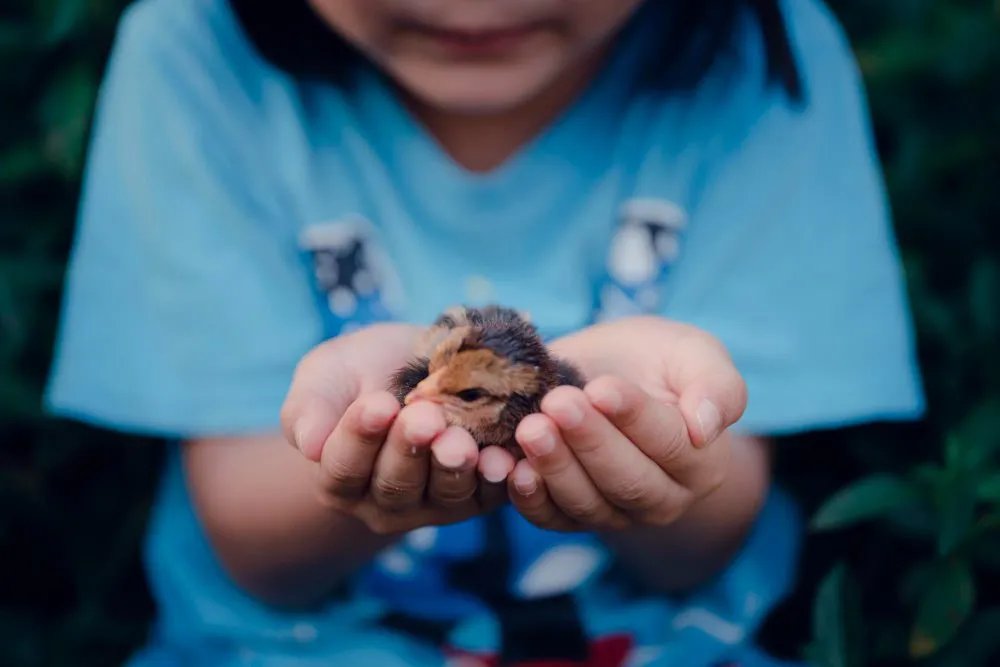 Child holding a small pocket pet in cupped hands