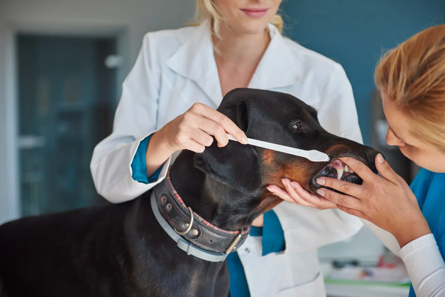 Veterinarian showing a dog's owner how to brush its teeth