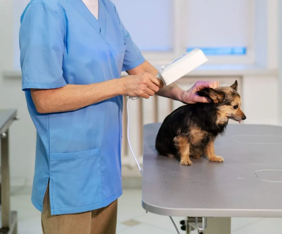 Veterinary nurse taking notes beside a small dog