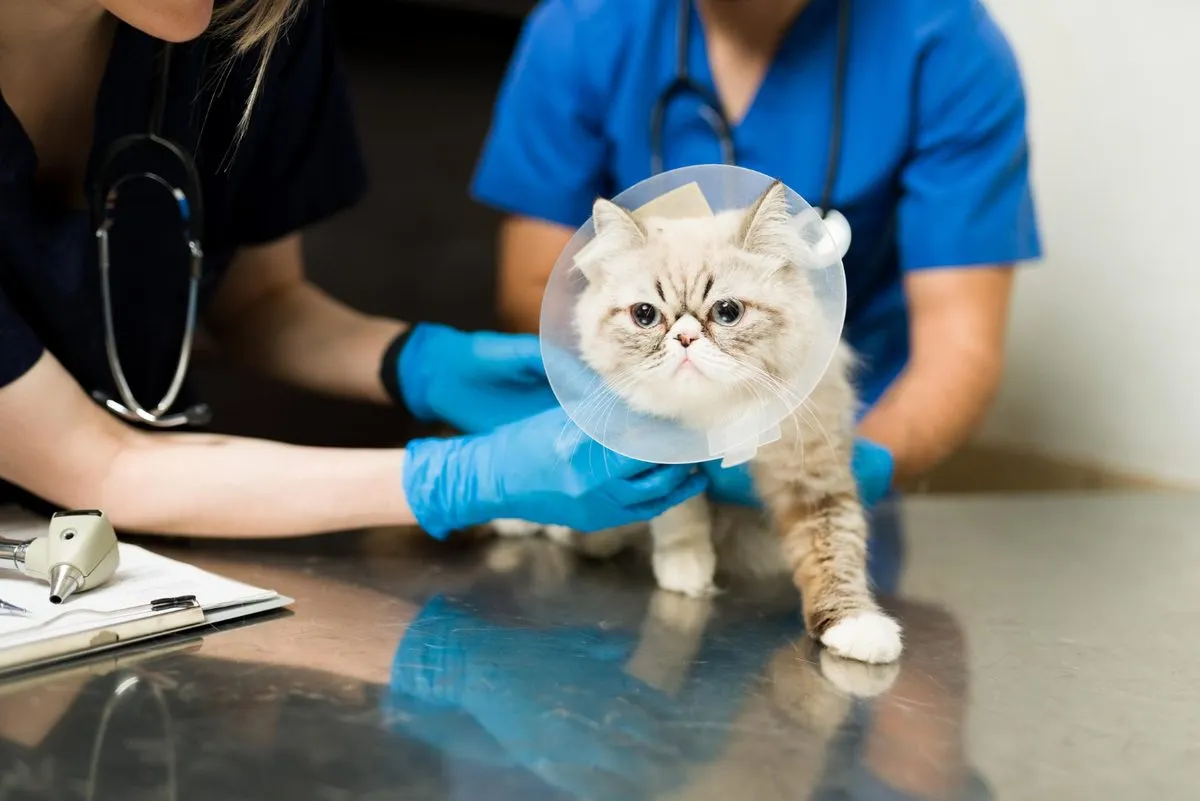Persian cat in a recovery cone with veterinary staff
