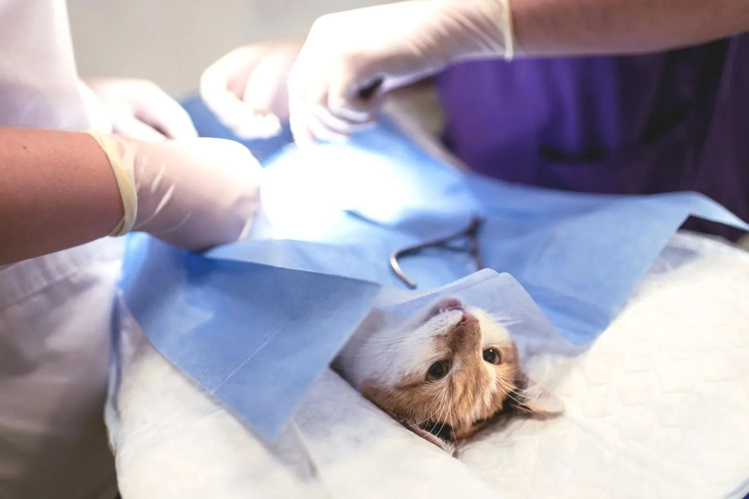 Veterinary surgeons operating on a small dog