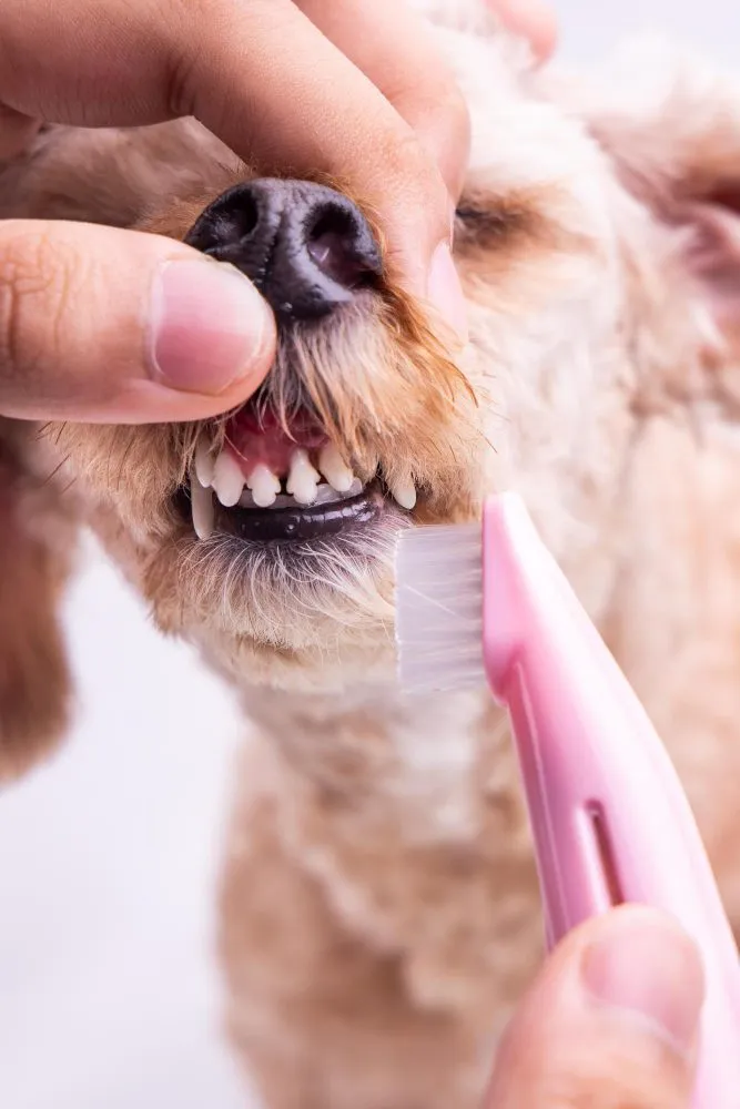 Dog getting its teeth brushed