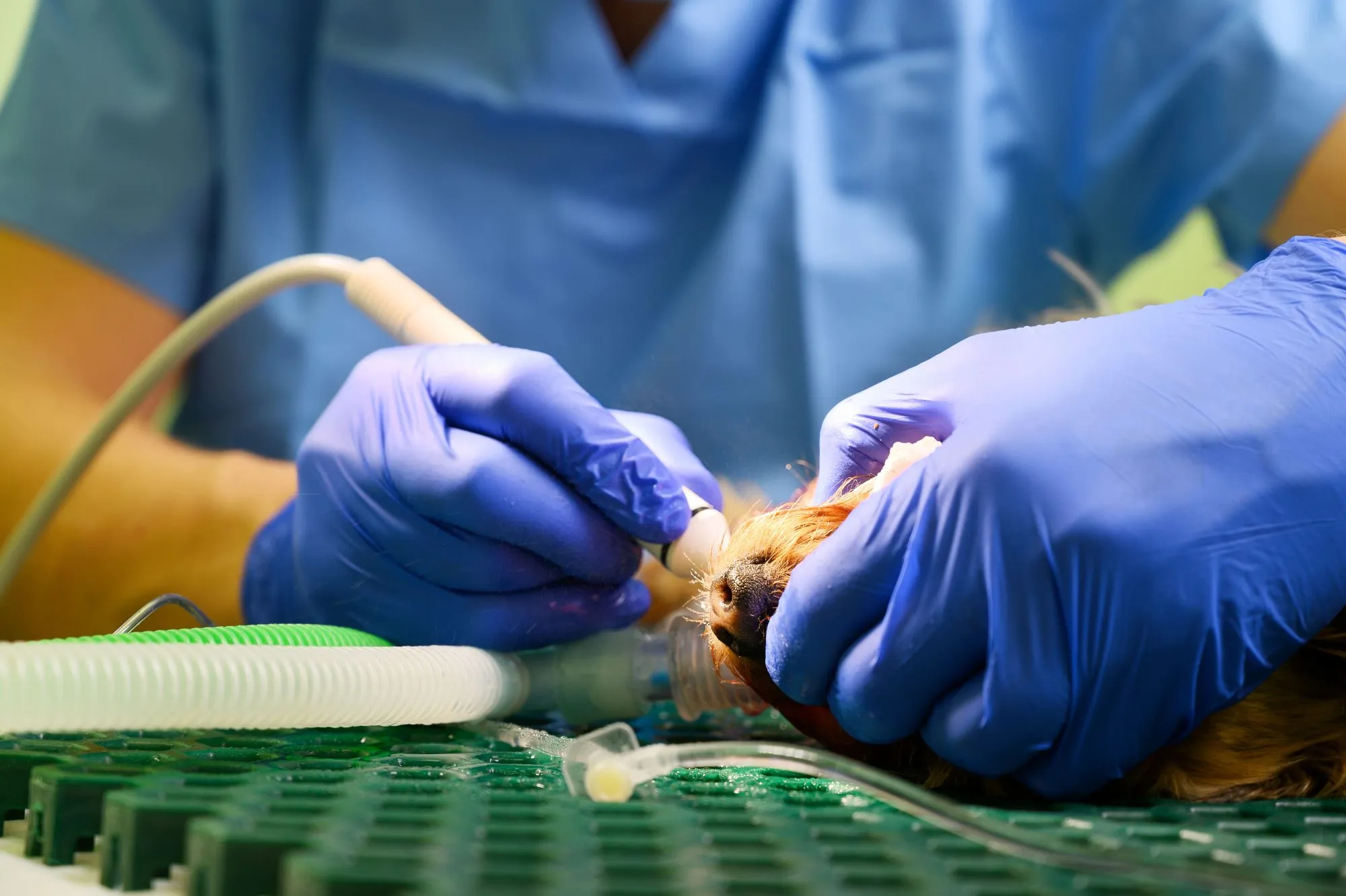 Ultrasonic scaler cleaning a dog's teeth