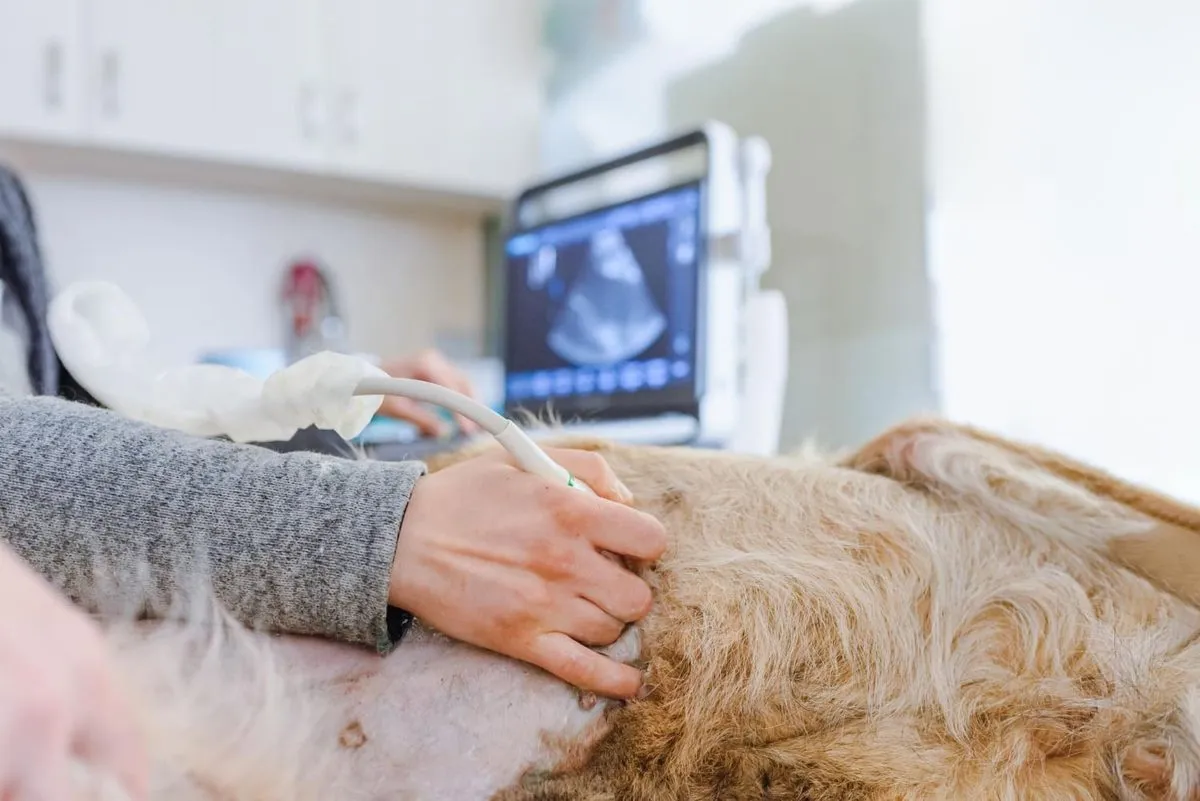 Dog having an ultrasound with the image on the monitor