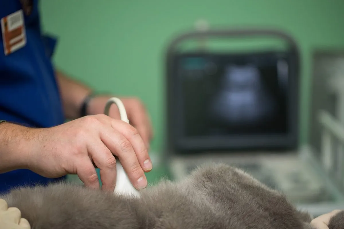 Veterinarian performing an ultrasound on a gray cat