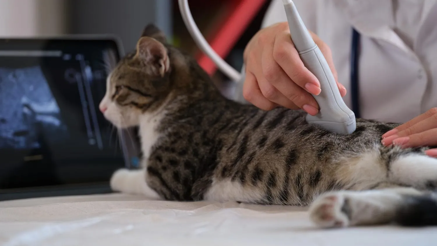 Ultrasound probe on a tabby cat with the scan on screen