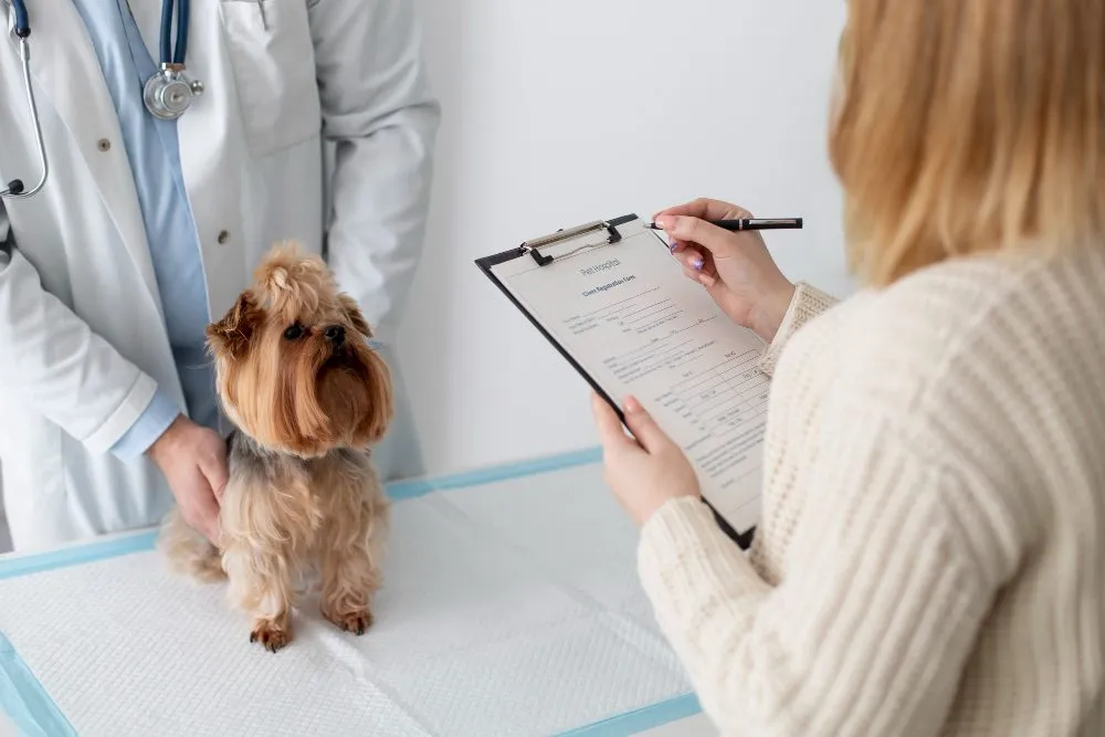 Pet owner filling out a form with a small dog on the exam table