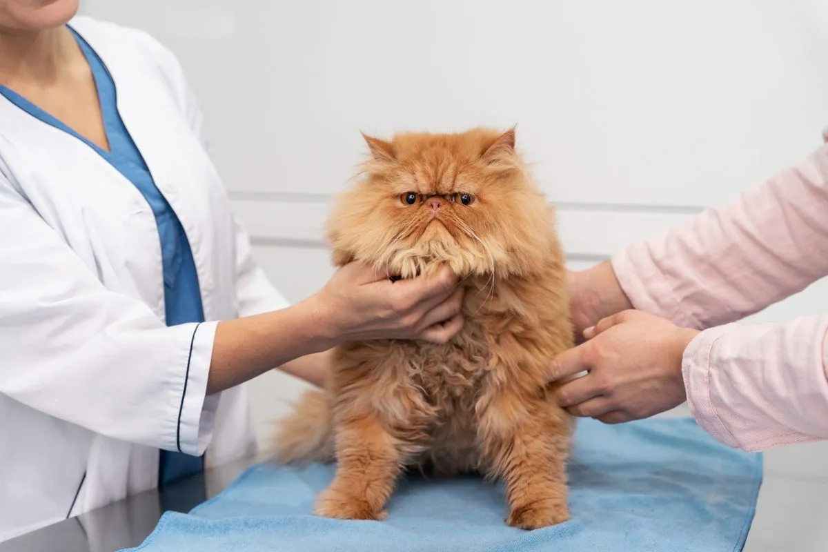 Veterinarian examining a Persian cat with its owner