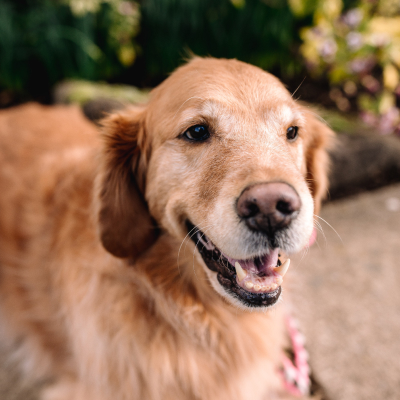 Laser Therapy