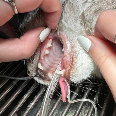 Dental Care